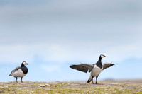 Barnacle goose