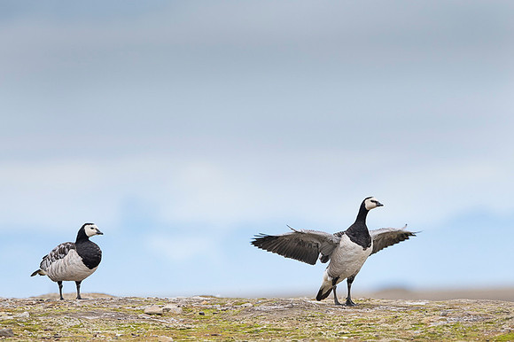 Barnacle goose