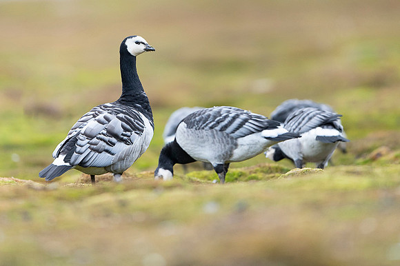 Barnacle goose