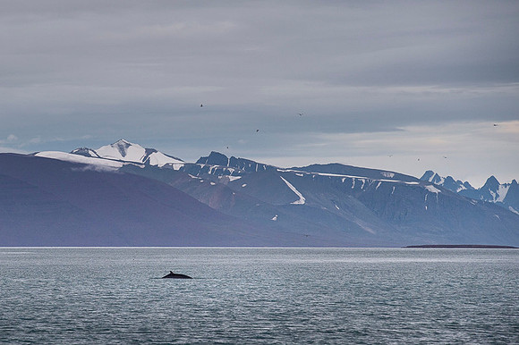 Blue whale