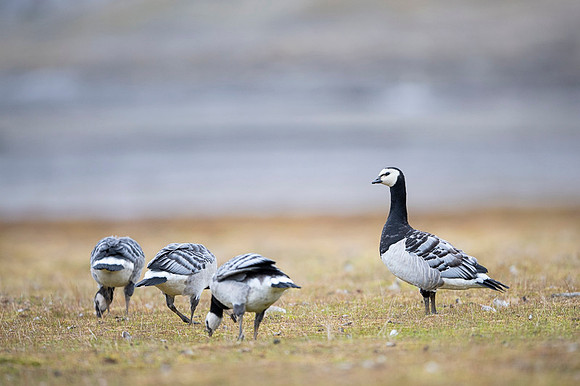 Barnacle goose