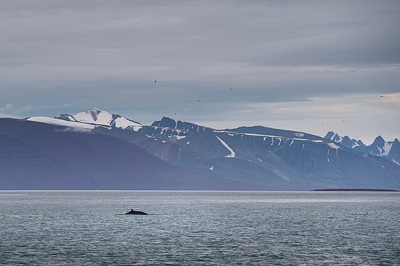 Blue whale
