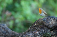 Robin / Rudzik