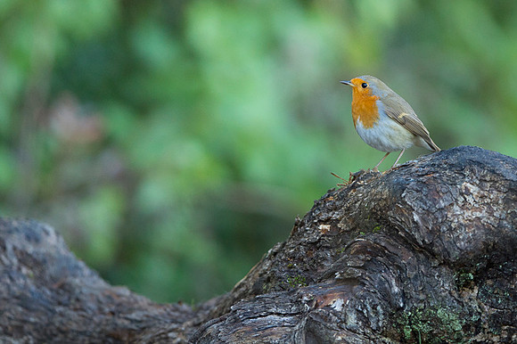 Robin / Rudzik
