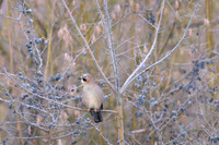 Jay / Sójka