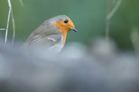 Robin / Rudzik