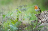 Robin / Rudzik