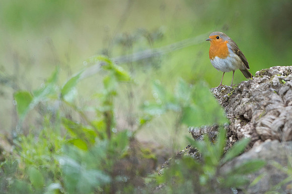 Robin / Rudzik
