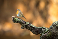 Robin / Rudzik