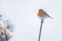 Robin / Rudzik
