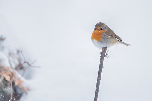 Robin / Rudzik