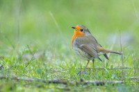 Robin / Rudzik