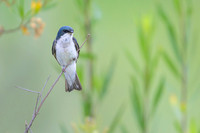 Tree swallow