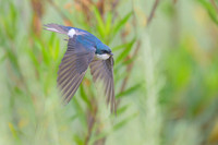 Tree swallow