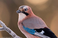Jay / Sójka