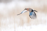 Jay / Sójka