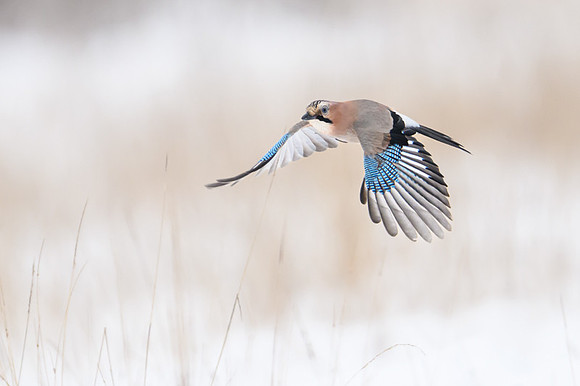 Jay / Sójka