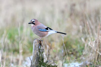 Jay / Sójka