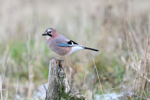 Jay / Sójka