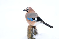 Jay / Sójka