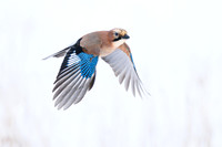 Jay / Sójka