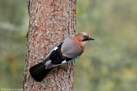Jay / Sójka