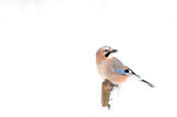 Jay / Sójka