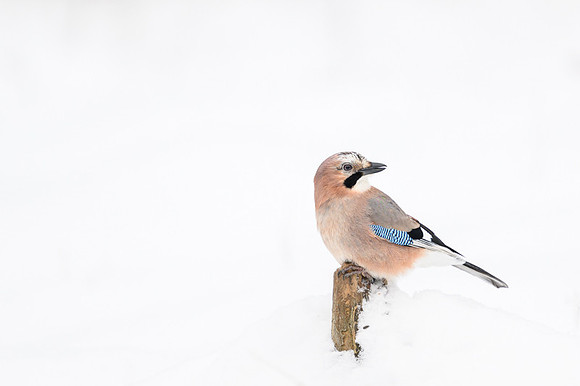 Jay / Sójka
