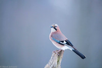 Jay / Sójka