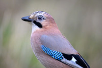 Jay / Sójka