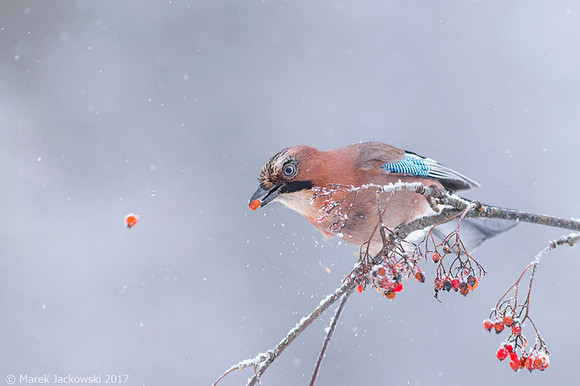 Jay / Sójka