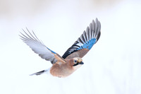 Jay / Sójka