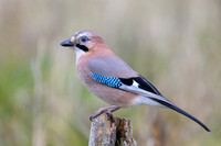 Jay / Sójka