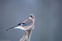 Jay / Sójka