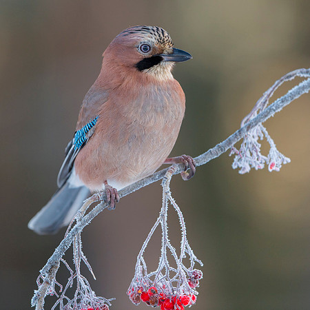 Jay / Sójka