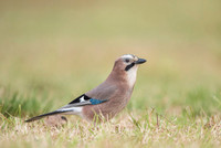 Jay / Sójka