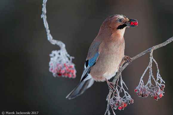 Jay / Sójka