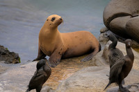 California Sea Lion