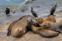 California Sea Lion