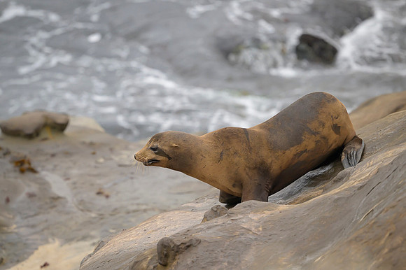 California Sea Lion
