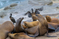 California Sea Lion