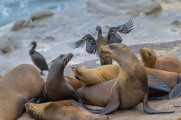 California Sea Lion