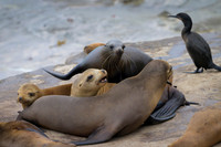 California Sea Lion