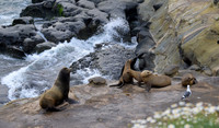 California Sea Lion