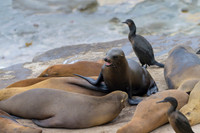 California Sea Lion