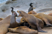 California Sea Lion