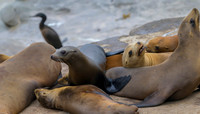 California Sea Lion