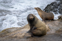 California Sea Lion