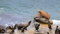 California Sea Lion