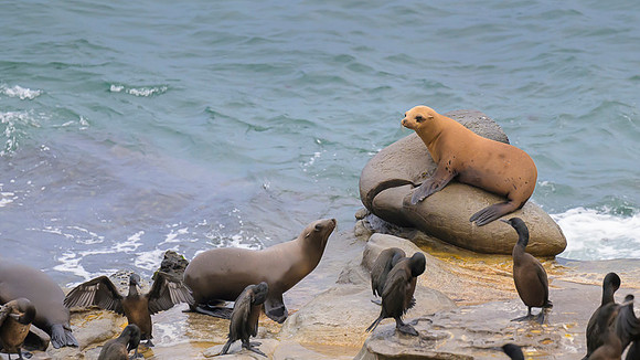 California Sea Lion